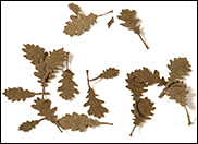 AK Leaves & Plants